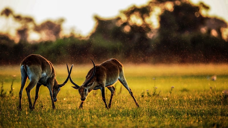 Safari Adventures