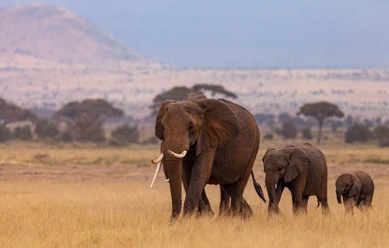 Safari Landscape
